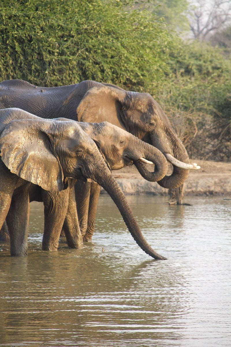 Safari Excursion